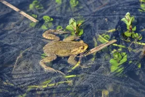 Toads In The Wild Prints: Common toad (Bufo bufo) in the water between spawning strings