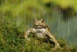 Common Toad Images Prints: Common toad, common toads (Bufo bufo)