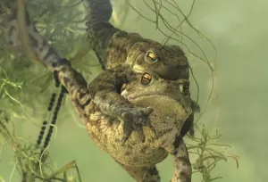 Toads In The Wild Prints: Common toad, common toads (Bufo bufo)