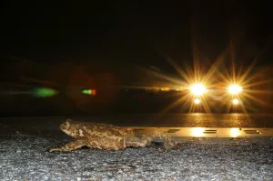 Evening Mood Landscape Prints: Common toad, common toads (Bufo bufo)