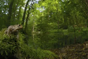 Pond Landscape Photography Prints: Common toad, common toads (Bufo bufo)