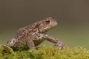 Peak District Wildlife Prints: Common toad, common toads (Bufo bufo)