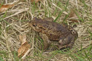 Deciduous Forest Landscape Photo Prints: Common toad, mating (Bufo bufo)