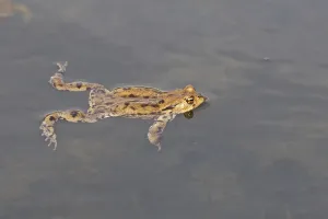 True Toads In Nature Prints: Common toad, mating (Bufo bufo)