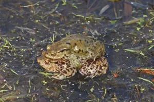 Amphibian Courtship Display Prints: Common toad, mating (Bufo bufo)