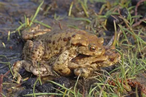 Bufo Bufo Reproduction Prints: Common toad, mating (Bufo bufo)