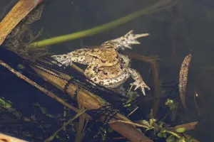 Common Toad Mating Prints: Common toad, mating (Bufo bufo)
