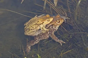 Common Toad Mating Prints: Common toad, mating (Bufo bufo)