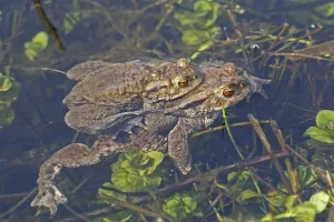 Common Toad Mating Prints: Common toad, mating (Bufo bufo)