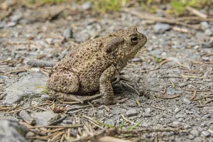 Central Europe Animals In Wild Prints: Common toad on migration (Bufo bufo)