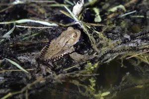 Common toad with spawning lines
