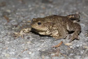 Animal Behavior In The Wild Prints: Common toad on spawning migration (Bufo bufo)
