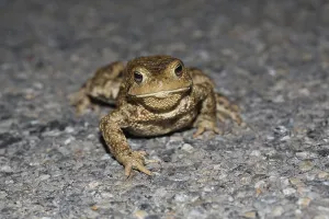 Bufo Bufo Reproduction Prints: Common toad on spawning migration (Bufo bufo)