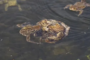 European Toad Habitat Prints: Common toads