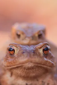 Amphibian Animal Prints: Common toads
