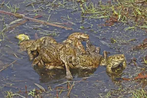 European Toad Habitat Prints: Common toads