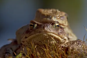 Eco Friendly Environment Protection Prints: Common toads