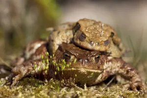 Common Toad Mating Prints: Common toads