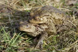 Wildlife Mating Season Prints: Common toads (Bufo bufo)