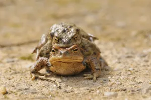 Eco Friendly Environment Protection Prints: Common toads (Bufo bufo)