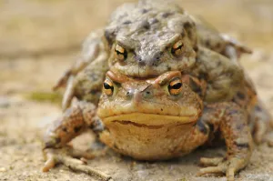Amphibian Conservation Prints: Common toads (Bufo bufo)