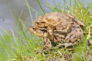 Amphibian Courtship Display Prints: Common toads (Bufo bufo)