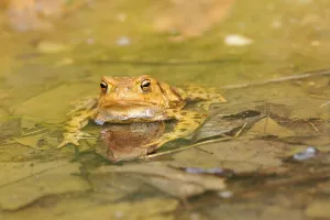 Common Toad Mating Prints: Common toads (Bufo bufo)