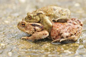 Ecofriendly Animal Protection Prints: Common toads (Bufo bufo)