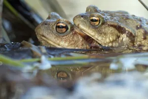 Common Toad Mating Prints: Common toads (bufo bufo)