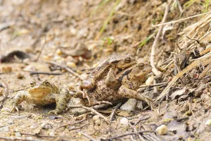 Toad Migration Prints: Common toads (Bufo bufo)