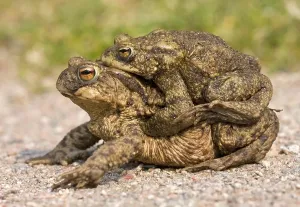 European Toad Mating Season Prints: Common Toads (Bufo bufo), amplexus