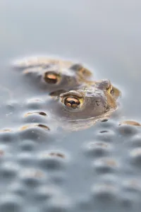 European Toad Habitat Prints: Common toads (Bufo bufo), two common toads next to Common Frog spawn