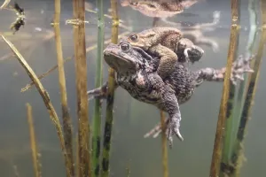 No People Waterfront Prints: Common toads (Bufo bufo-Komplex)
