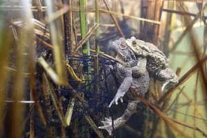 Aquatic Plant Life Europe Prints: Common toads (Bufo bufo-Komplex)