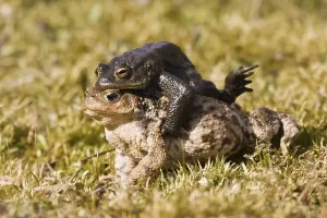 Full Body Length Couple Prints: Common toads (Bufo bufo), mating