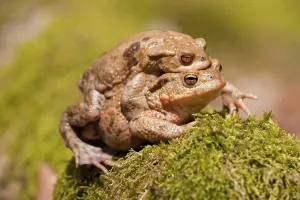 Mating Behavior In Nature Prints: Common Toads (Bufo bufo), mating