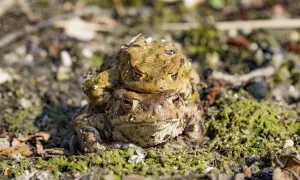 Bufo Bufo Reproduction Prints: Common toads (Bufo bufo) in mating