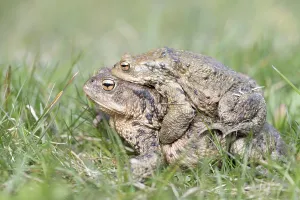 Full Body Length Couple Prints: Common toads (Bufo bufo), migrating