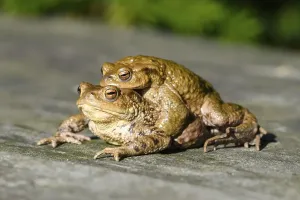 Amphibian Mating Season Prints: Two Common toads (Bufo bufo), pair
