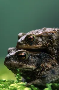 Common Toad Mating Prints: Common toads (Bufo bufo), pair at spawning time