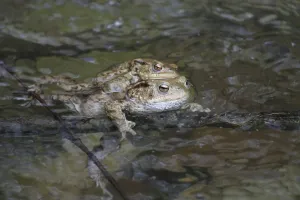 Common Toad Mating Prints: Common toads mating