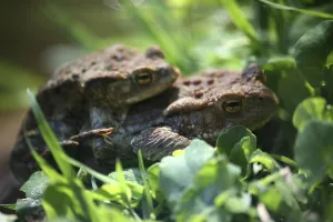 Amphibian Courtship Behavior Prints: Two common toads mating