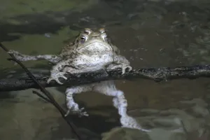 Common Toad Mating Prints: Common toads mating
