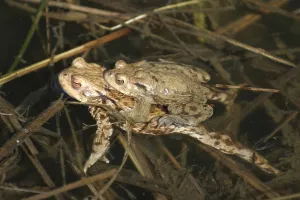 Common Toad Mating Prints: Common toads mating