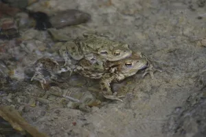 Common Toad Mating Prints: Common toads mating