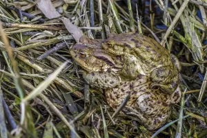 Bufo Bufo Reproduction Prints: Common toads mating (Bufo bufo)