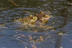 Bufo Bufo Reproduction Prints: Common toads mating (Bufo bufo)
