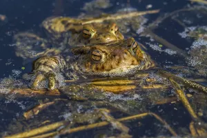 Bufo Bufo Reproduction Prints: Common toads mating (Bufo bufo)