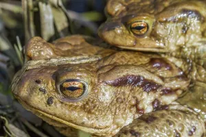 Bufo Bufo Reproduction Prints: Common toads mating (Bufo bufo)