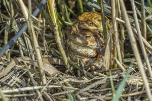 Wildlife Mating Behavior Prints: Common toads mating (Bufo bufo)